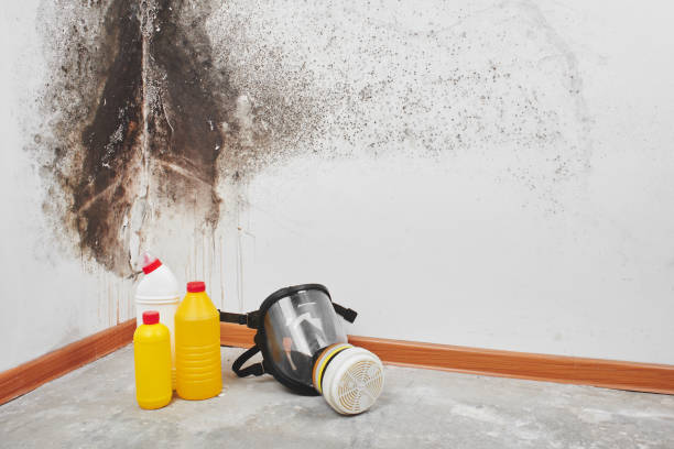 Best Mold Inspection  in Lacey, WA