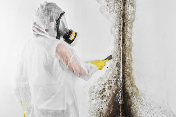 Best Mold Remediation  in Lacey, WA