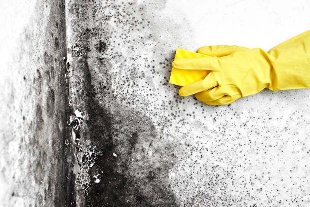 Best Professional Mold Removal  in Lacey, WA