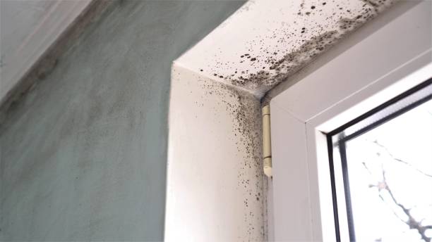 Lacey, WA Mold Removal Company