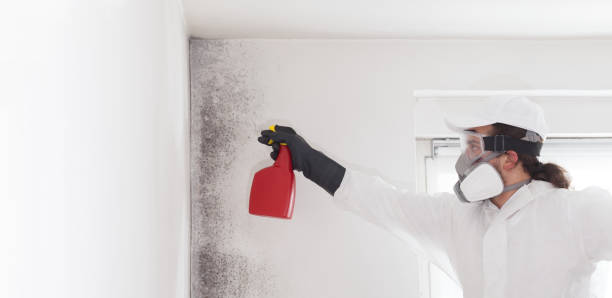 Best Toxic Mold Removal  in Lacey, WA