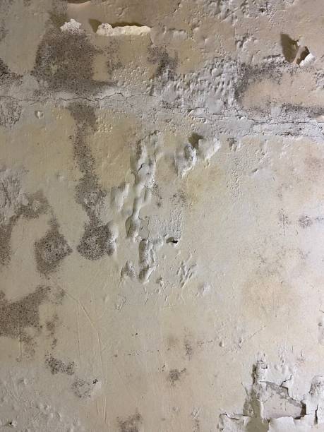 Best Emergency Mold Removal  in Lacey, WA